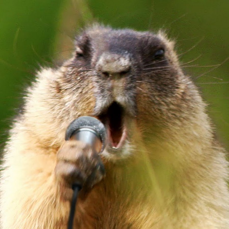 Милый суслик