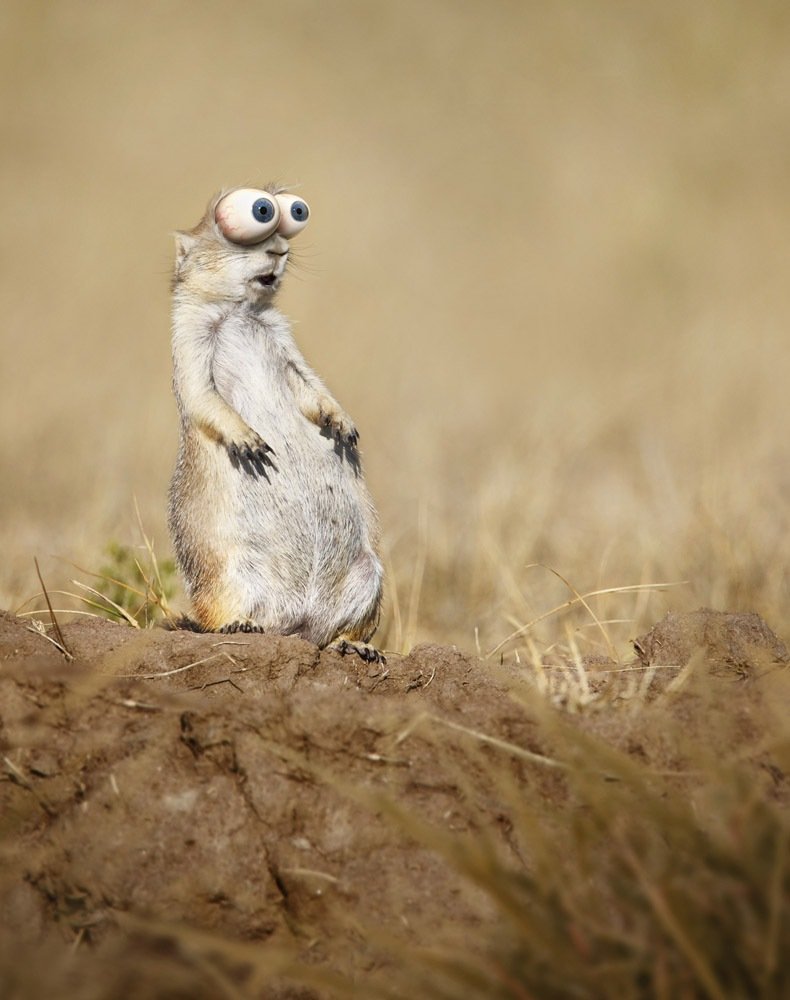 Тибетская лиса