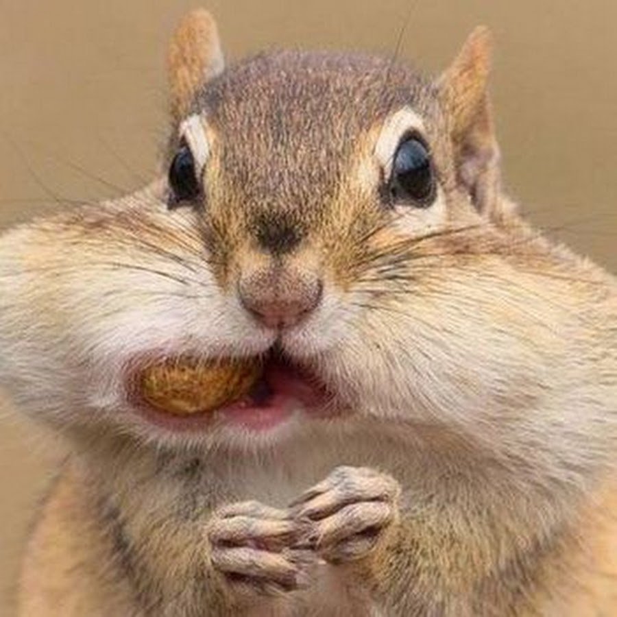 Злобный суслик