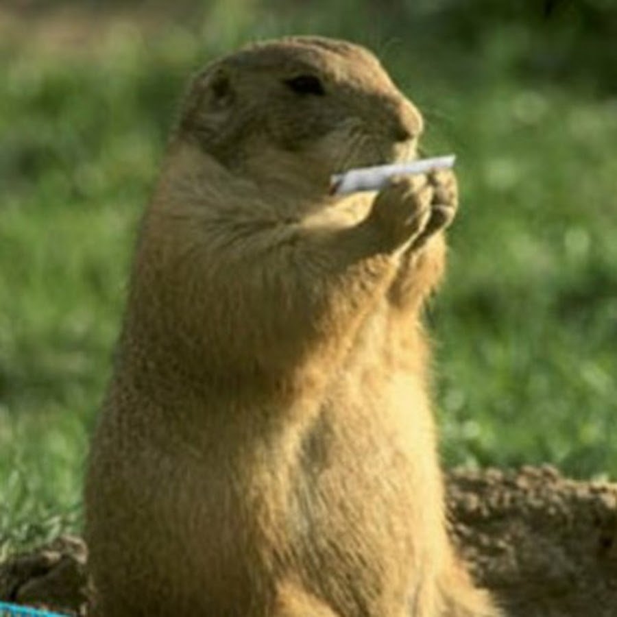 Мордочка бурундука