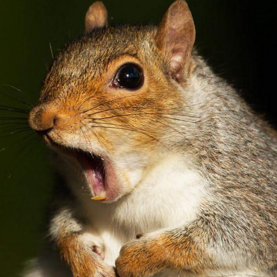 Суслик Байбак