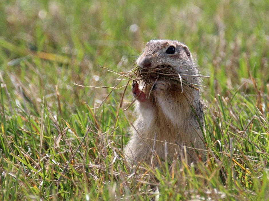Бобер улыбается
