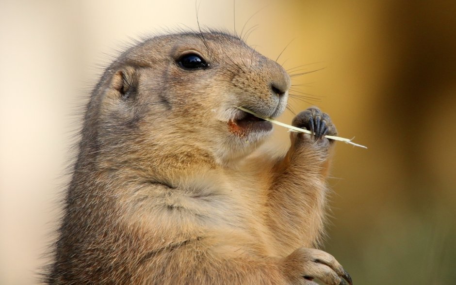 Страшный суслик