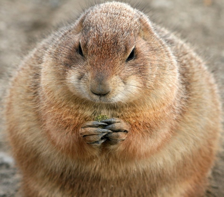 Животные с оружием