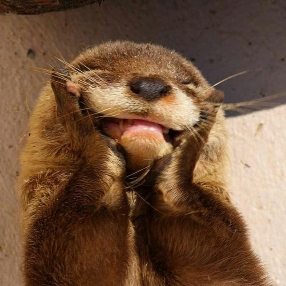 Боевой бобер