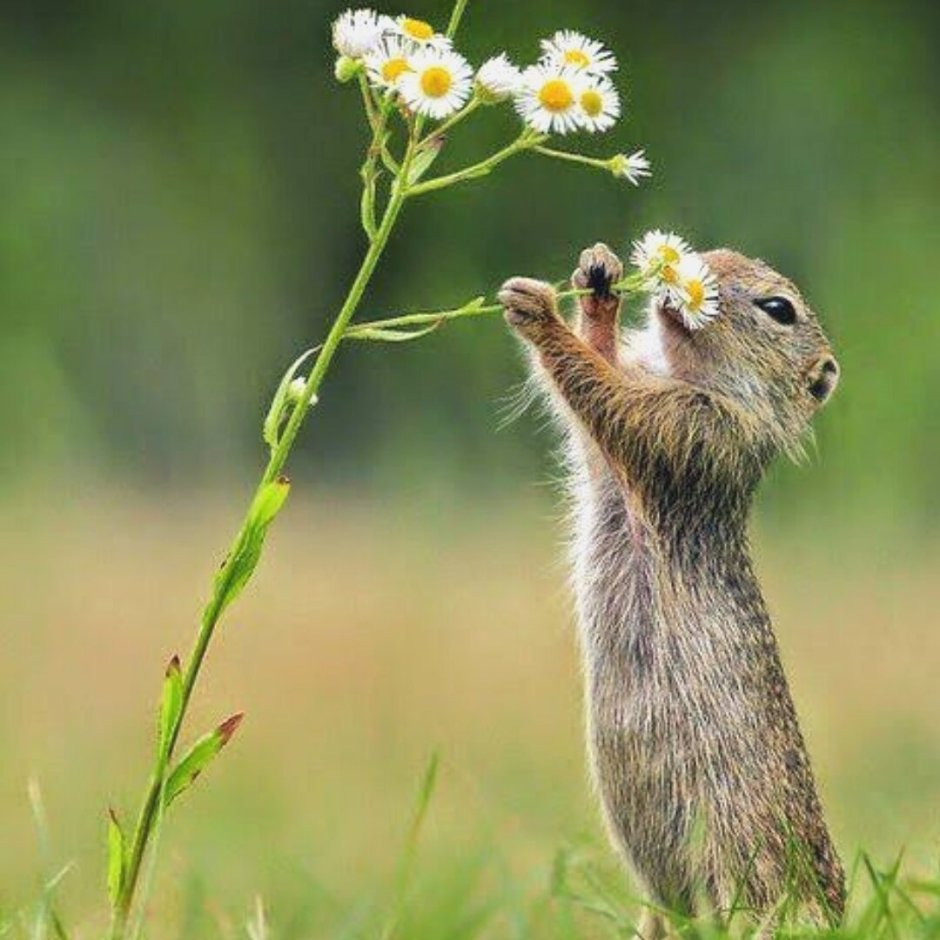 Белка с набитым ртом