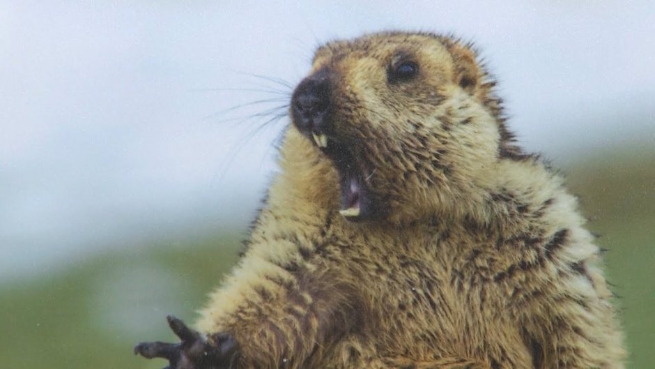 Барсук Байбак