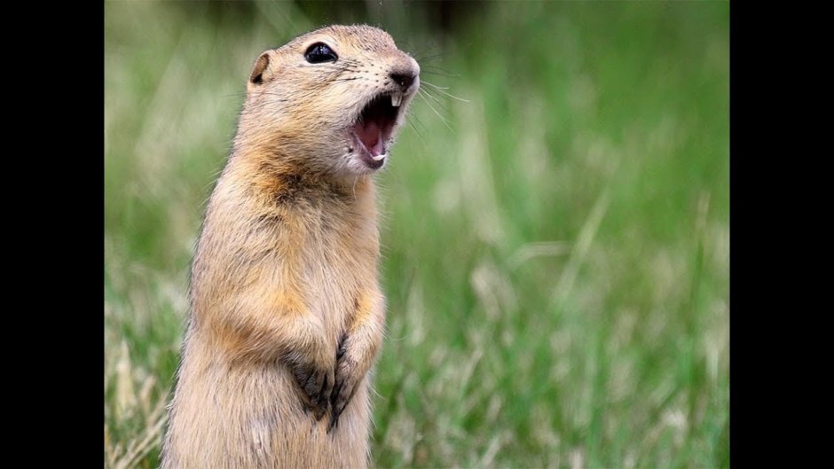 Злой суслик