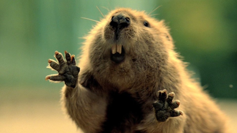 Веселый Бобр