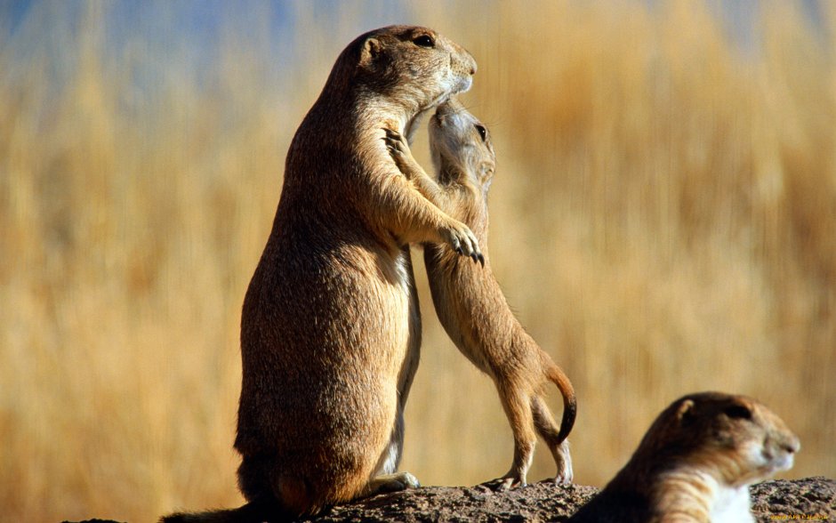 Кенгуру Квокка с людьми