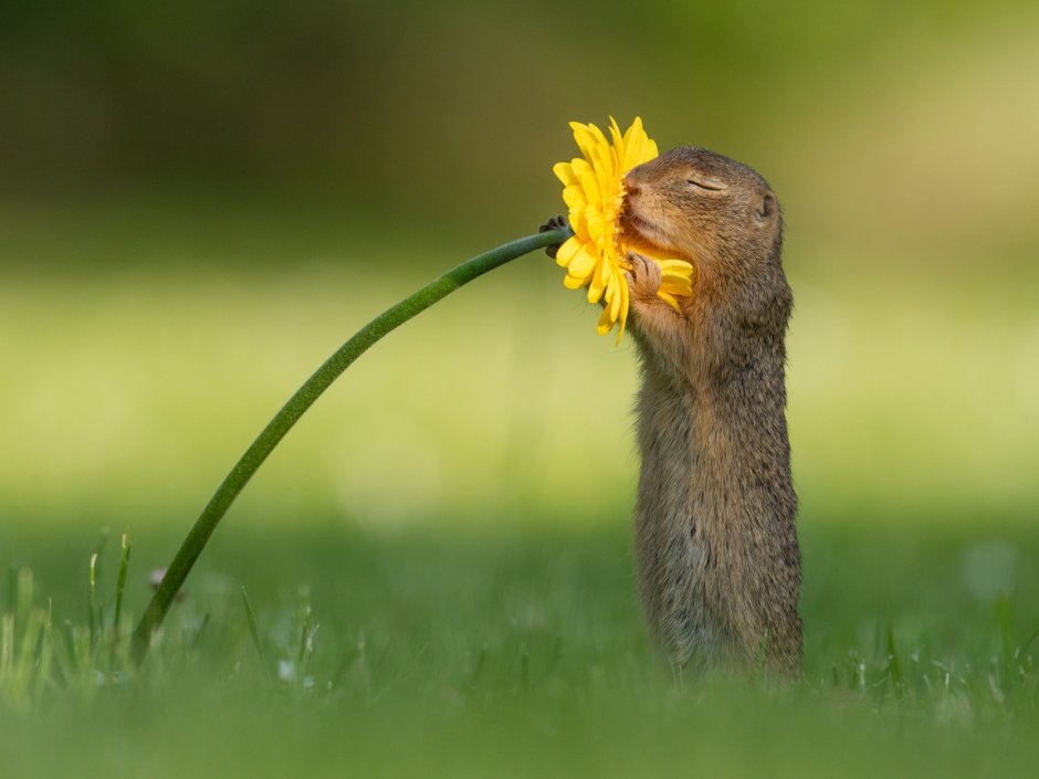 Австралийский суслик