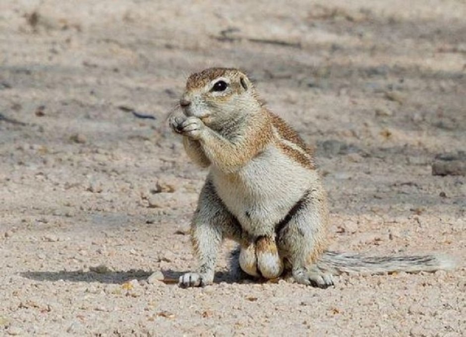 Суслик с цветами