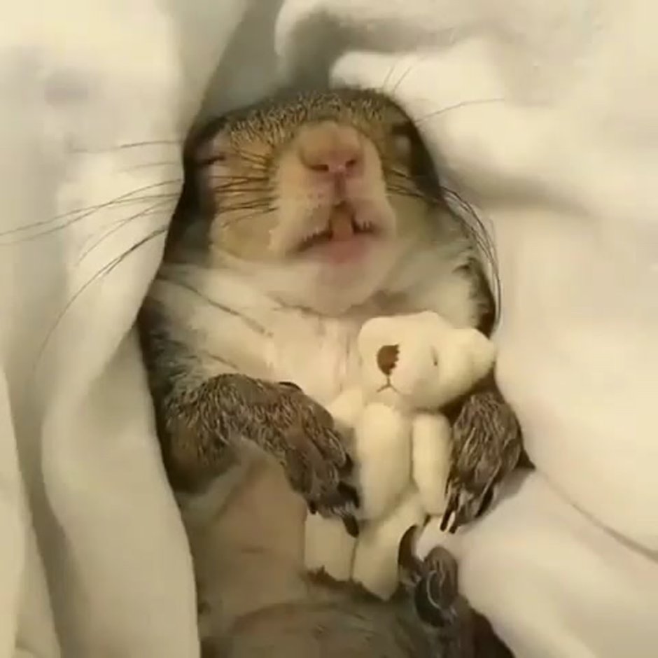 Бурундук с щеками