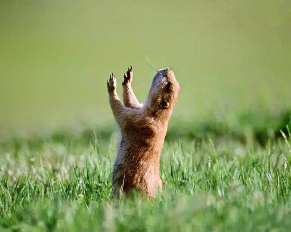 День сурка поздравления