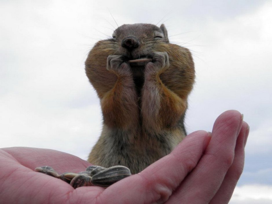 Суслик и сурок Луговая собачка