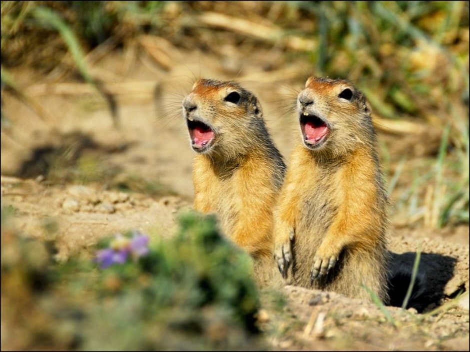 Сурок Байбак Европейский