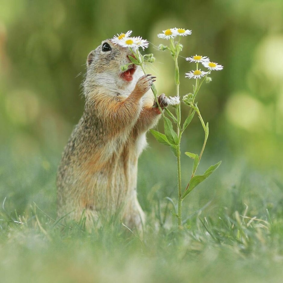 Русская выхухоль