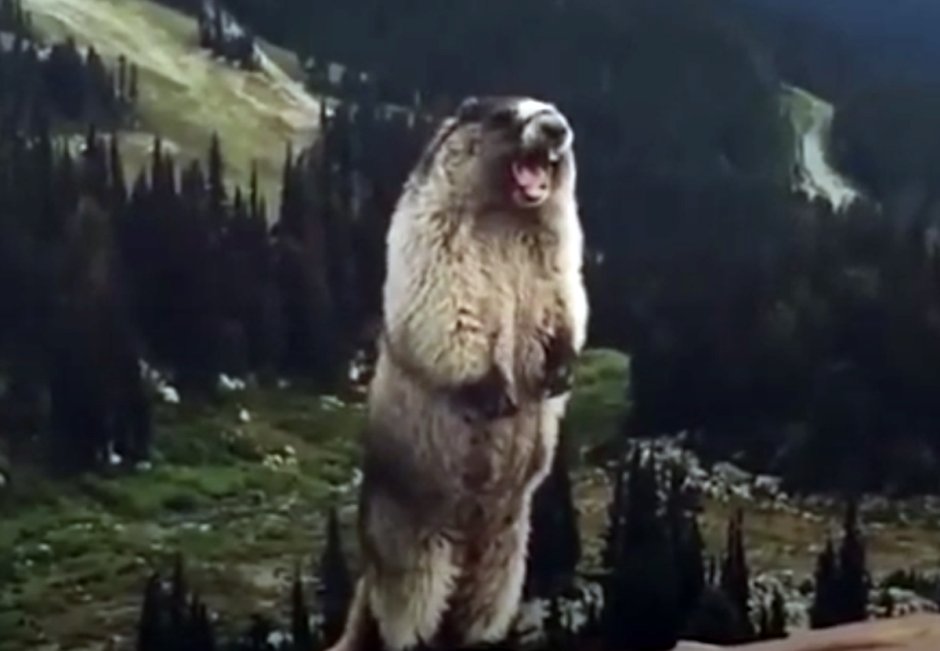 Смешные бобры