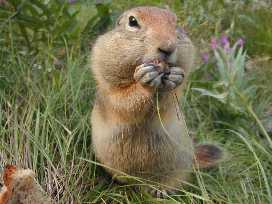 Бобрик и суслик