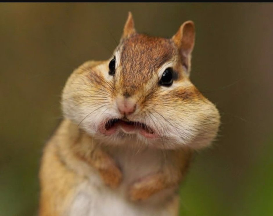 Суслик с загадочным взглядом