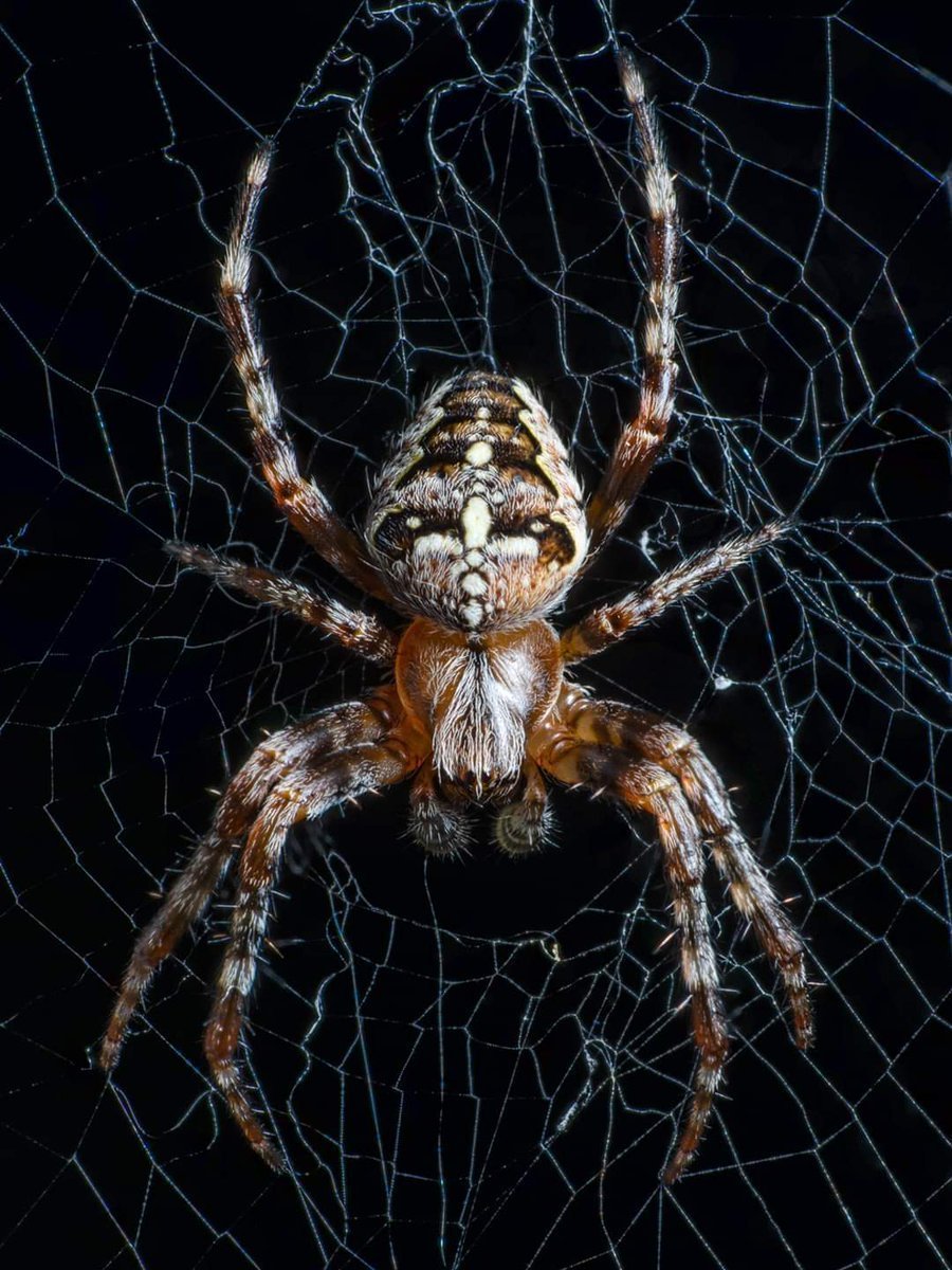 Мраморный крестовик (Araneus marmoreus)