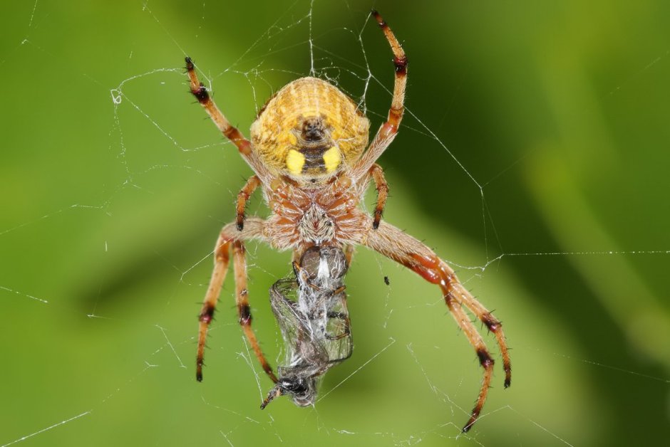 Паук крестовик самец