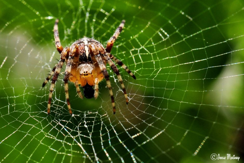 Паук крестовик Дальневосточный