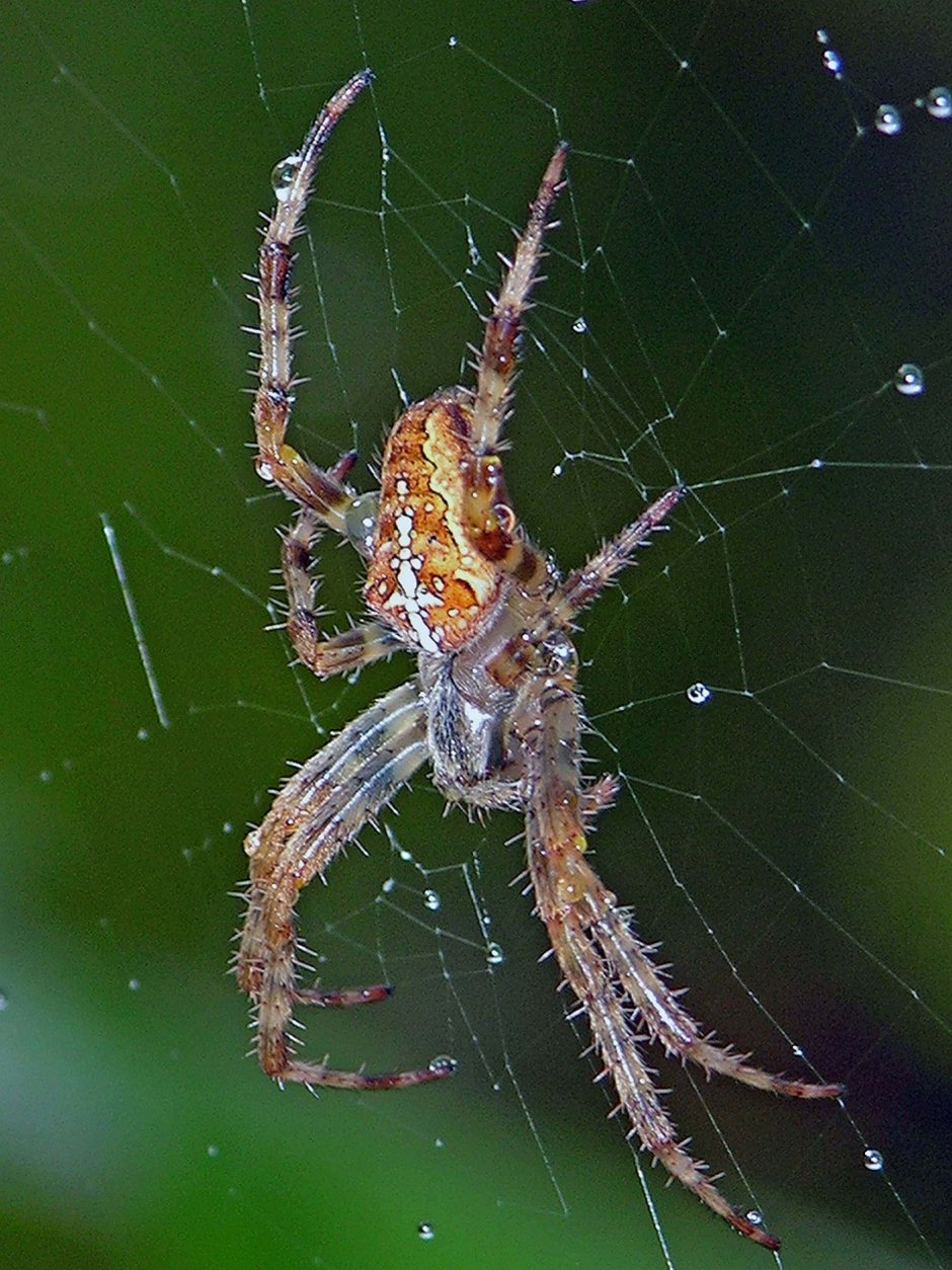 Крестовик самка и самец