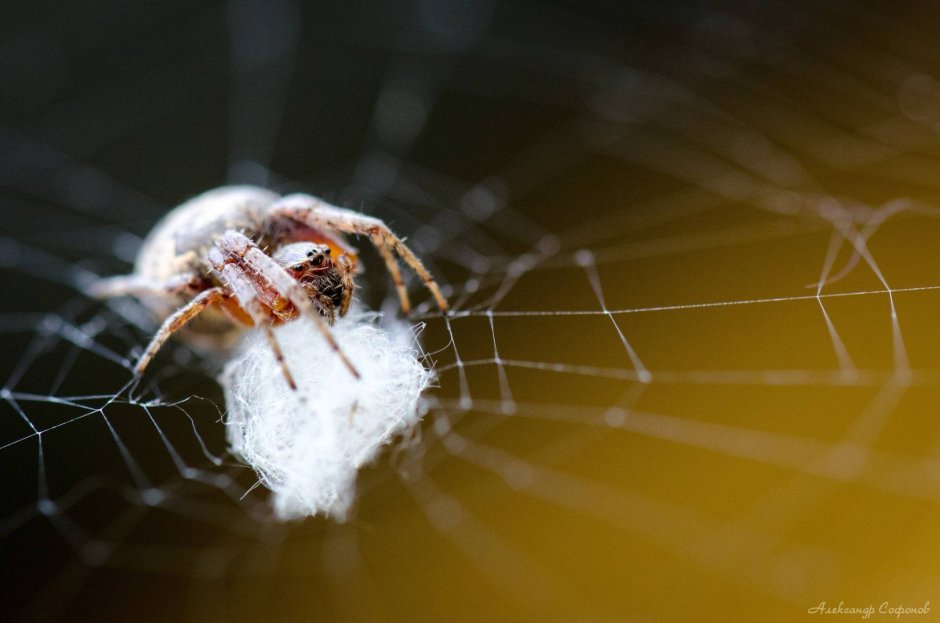 Тарантул крестовик