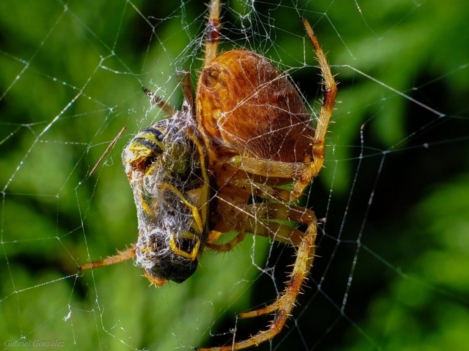 Паук крестовик Дальневосточный