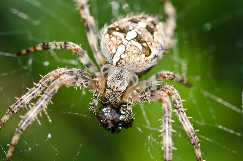 Araneus diadematus паук