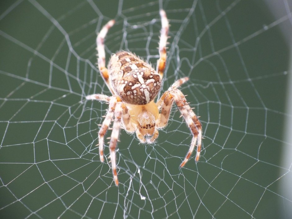 Крестовик обыкновенный паук