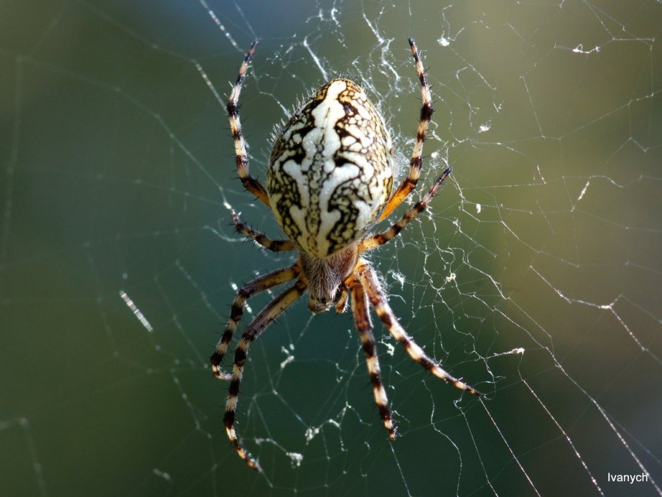 Araneus angulatus самец