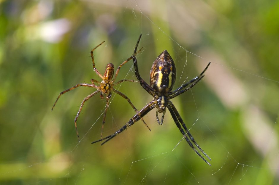 Паук крестовик рыжий