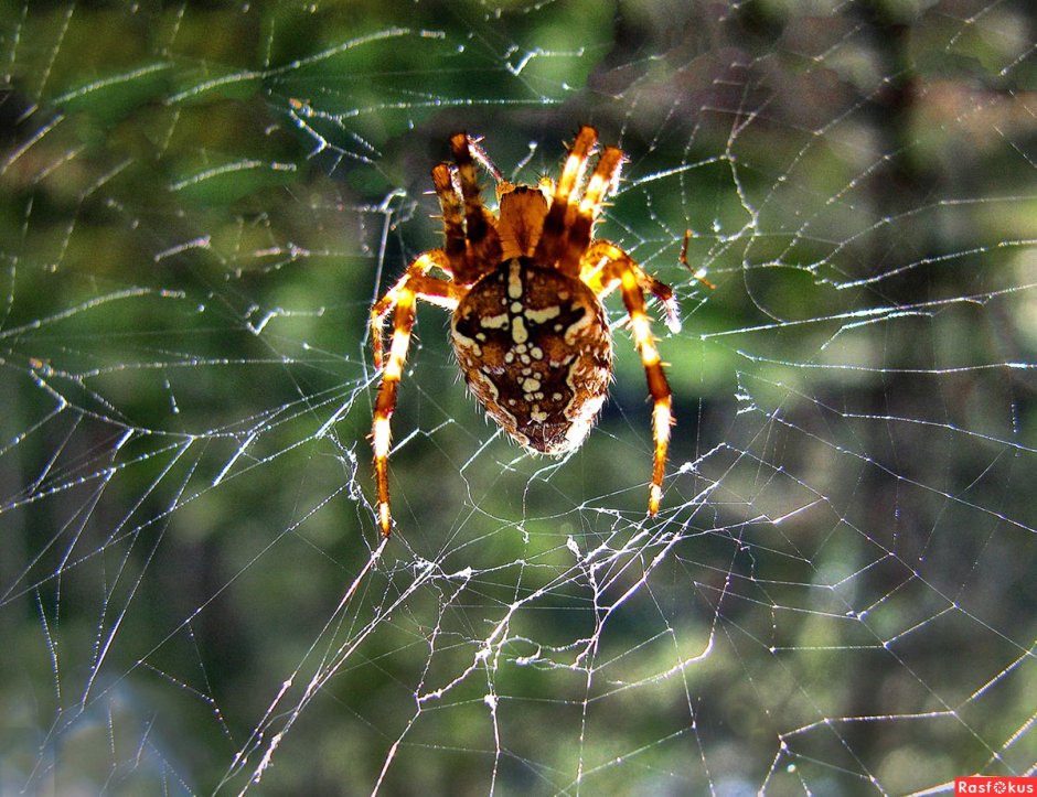 Araneus diadematus - крестовик