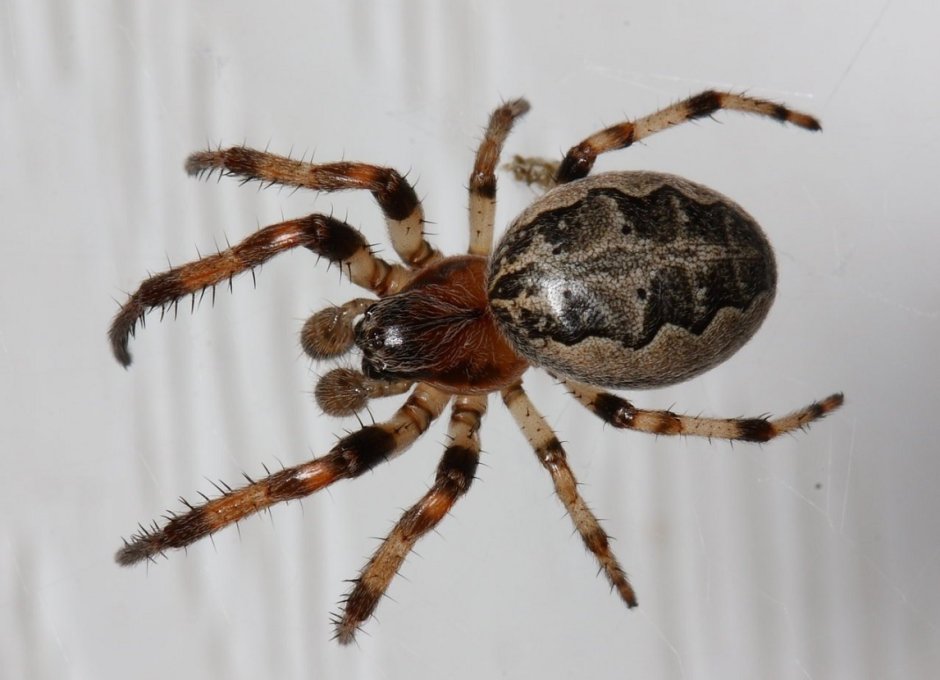 Паук крестовик самка