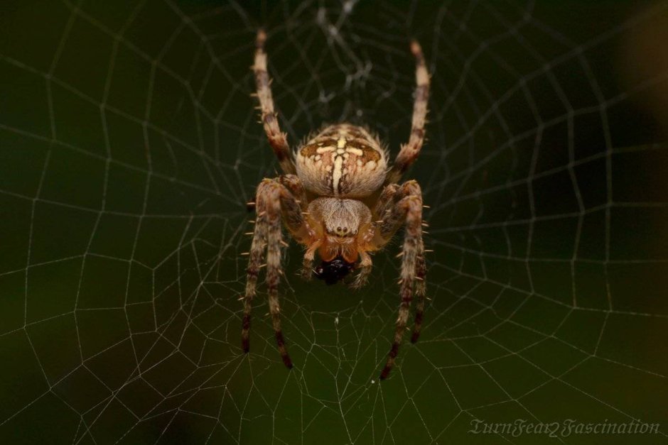 Паук крестовик самка