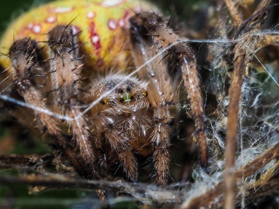 Araneus diadematus паук