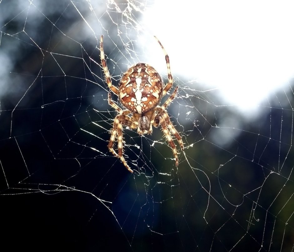 Achaearanea tepidariorum