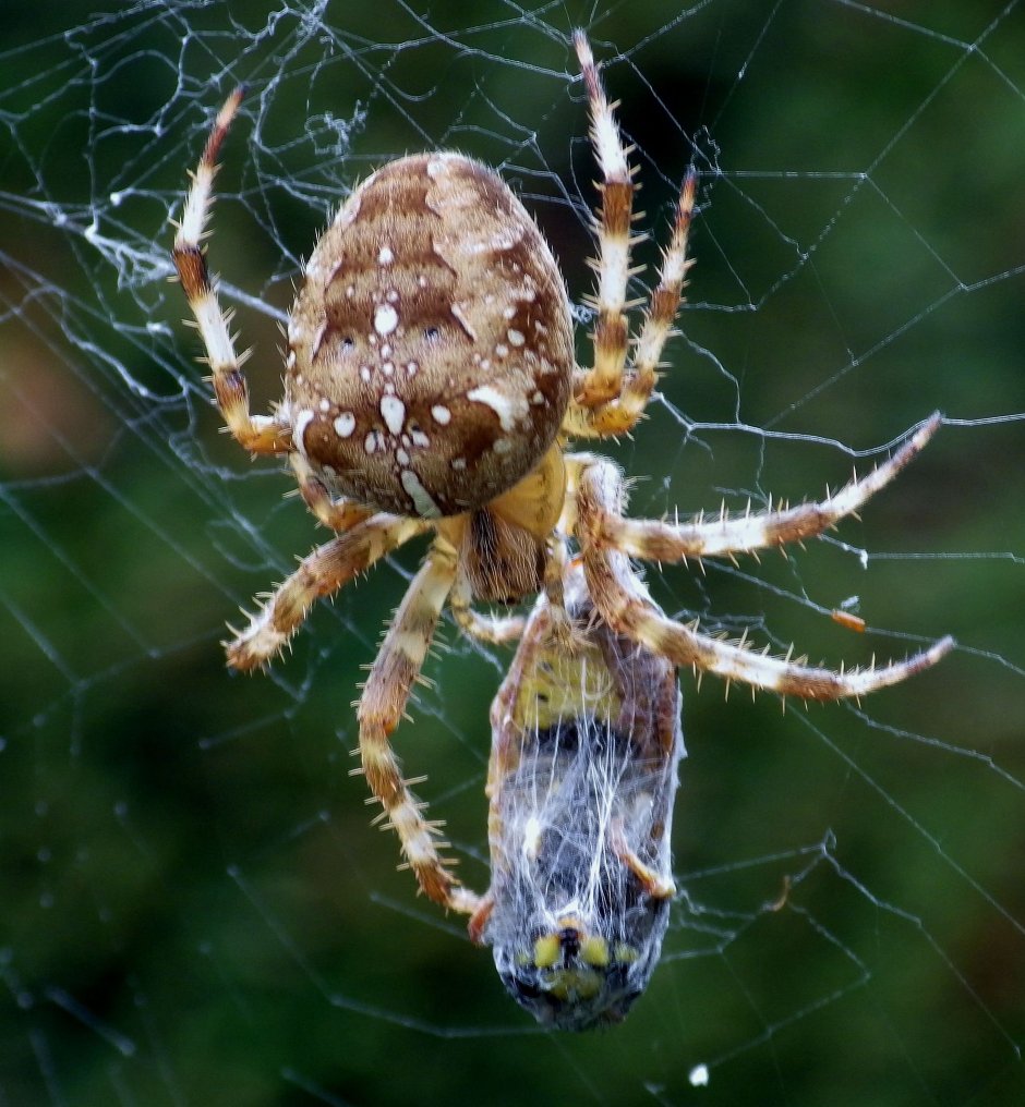 Мраморный крестовик (Araneus marmoreus)