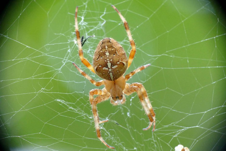 Крестовик Цирцея