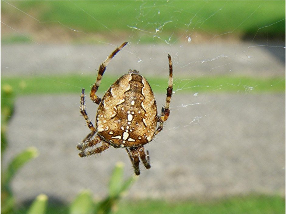 Крестовик обыкновенный паук