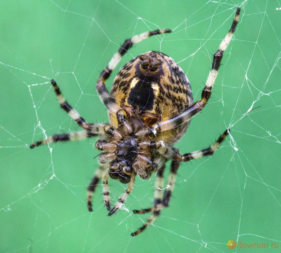 Крестовик Сибирский паук Сибирский