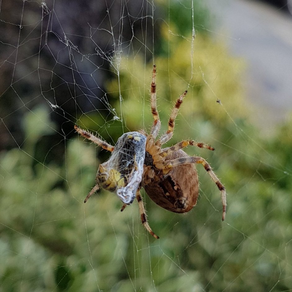 Araneus diadematus - крестовик
