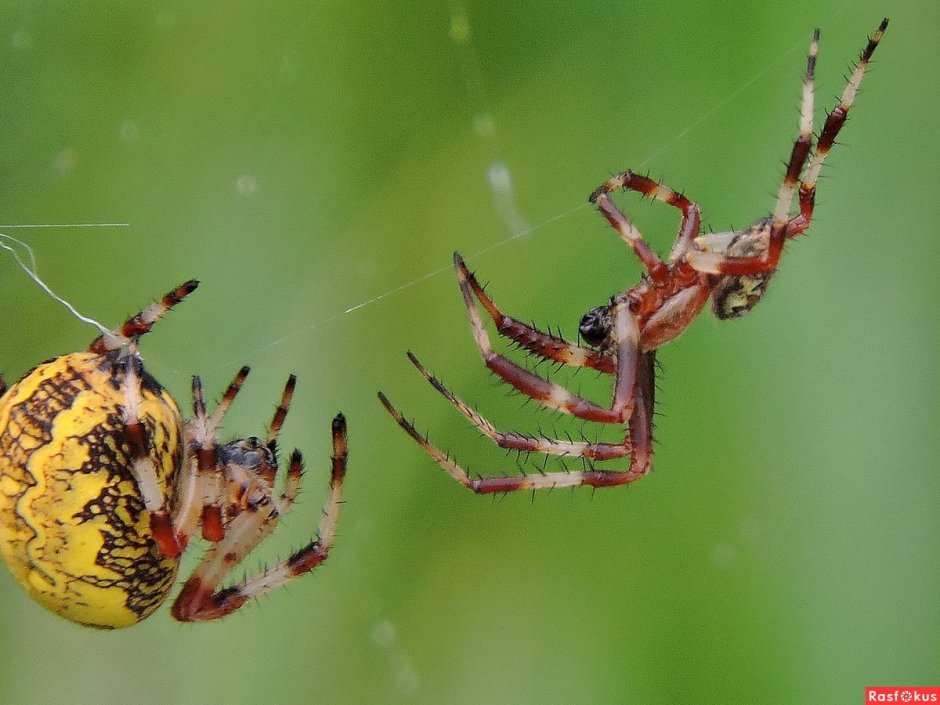 Паук крестовик самка
