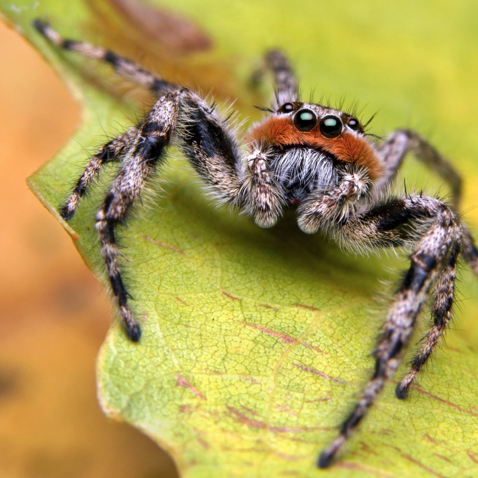 Паук крестовик Дальневосточный