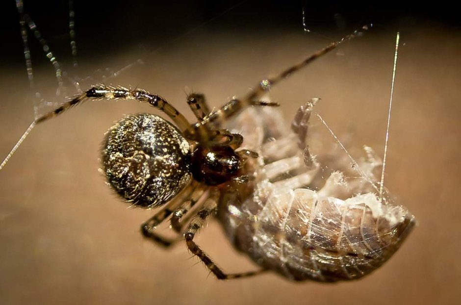 Паук Мизгирь крестовик