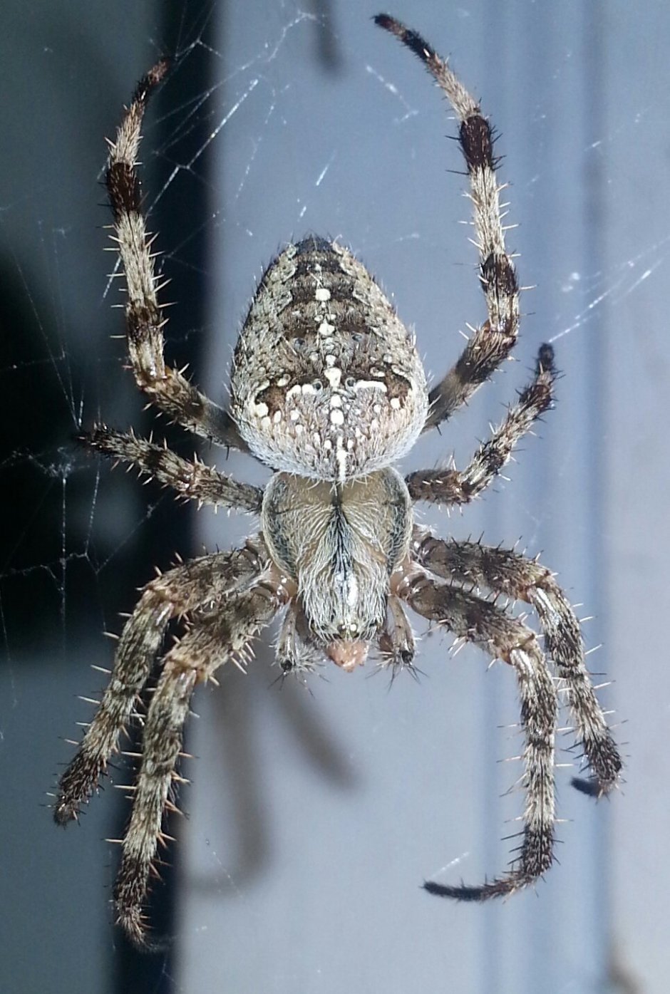 Паук крестовик