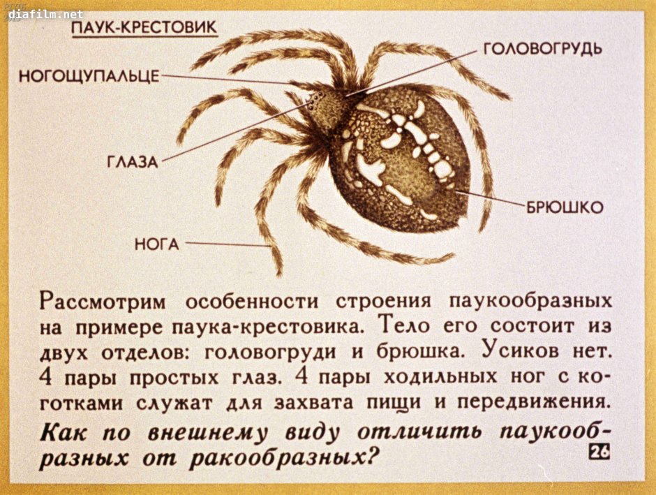 Паук ночной охотник крестовик