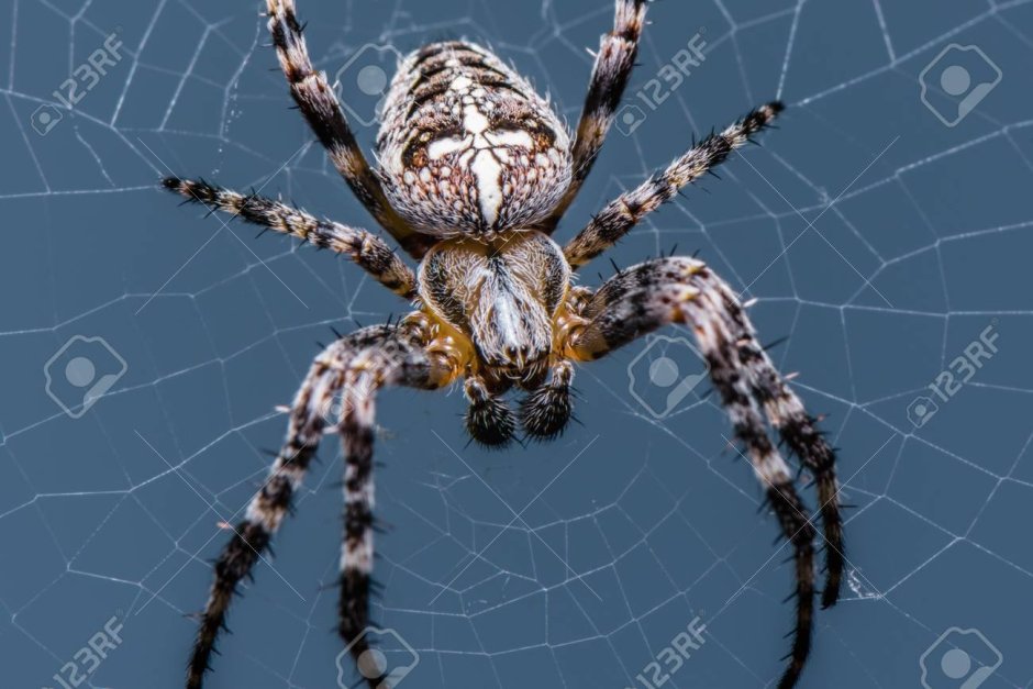 Паук крестовик Дальневосточный